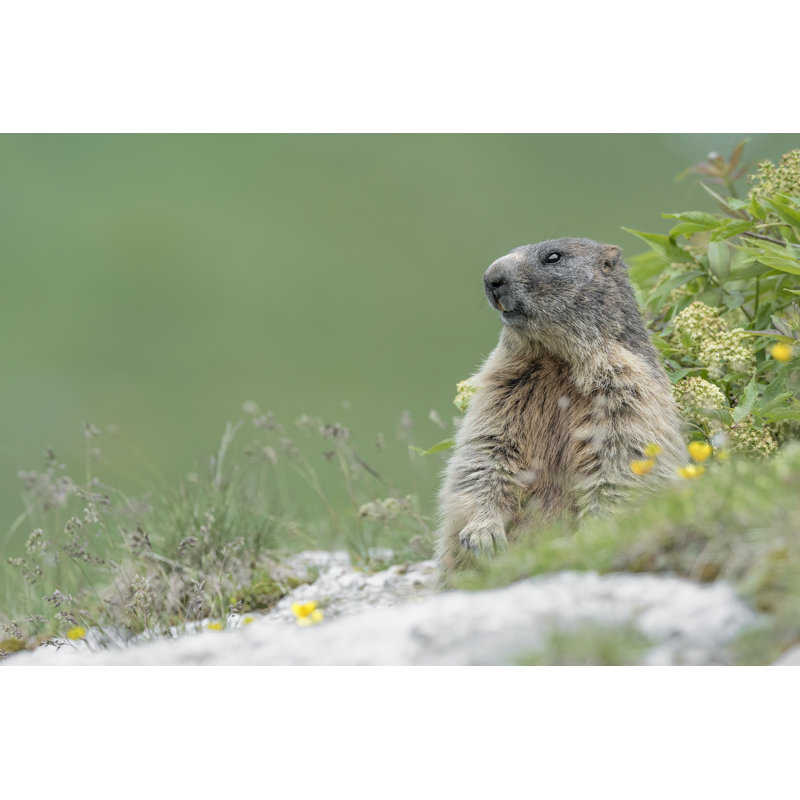 Beckson Portrait Of Alpine Marmot - Wrapped Canvas Print, 51cm H x 76cm W x 3.8cm D