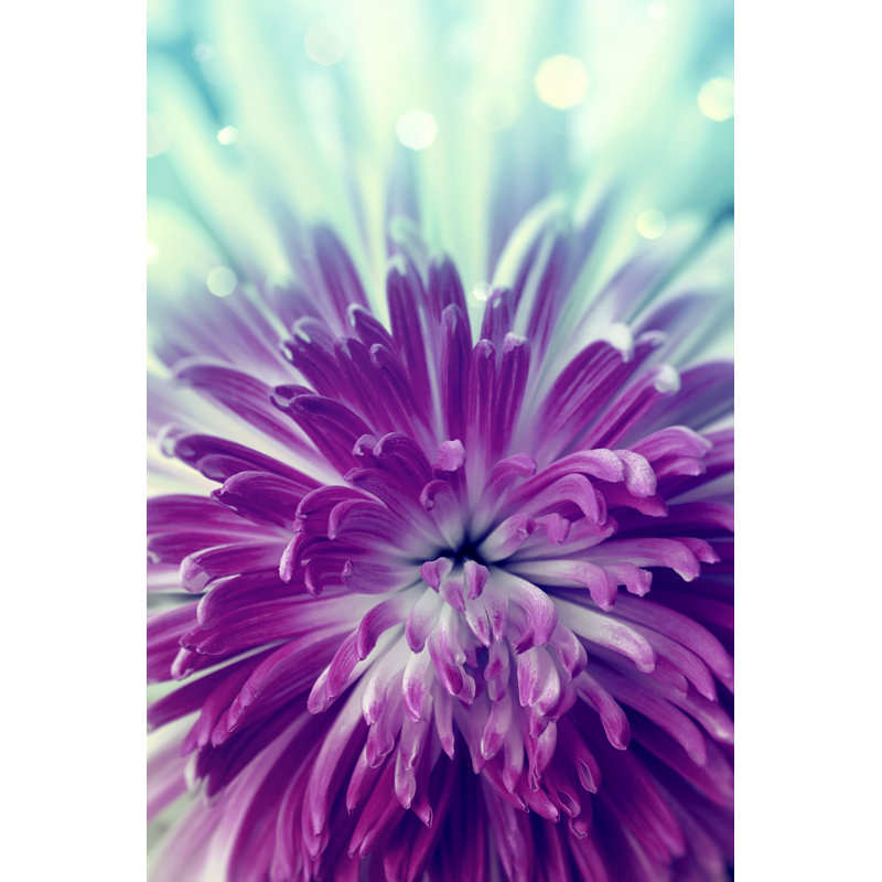 Fleur violette en gros plan - photographie sur toile tendue, H 12 po x l 8 po