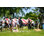 2' X 3' Big Golf Ball Cornhole Boards