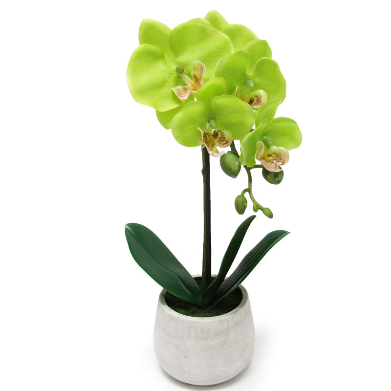 Arrangement floral orchidées phalaenopsis en pot, Vert, H 15 po x l 6 po x P 7 po