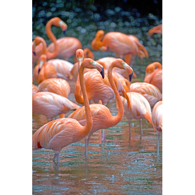 Rosy Flamingoes by LisaStrachan - Wrapped Canvas Print