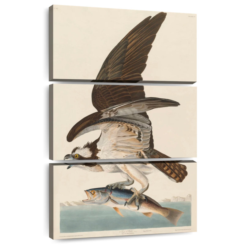 Brampt Osprey And Weakfish