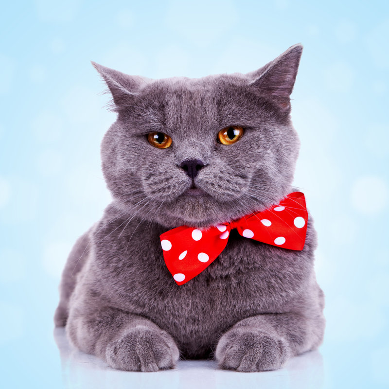 Gray Cat by Avesun - Wrapped Canvas Print, 30cm H x 30cm W x 3.8cm D