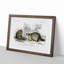 Raccoon Illustration by Charles D'Orbigny - Picture Frame Painting Print-55601716-55601717
