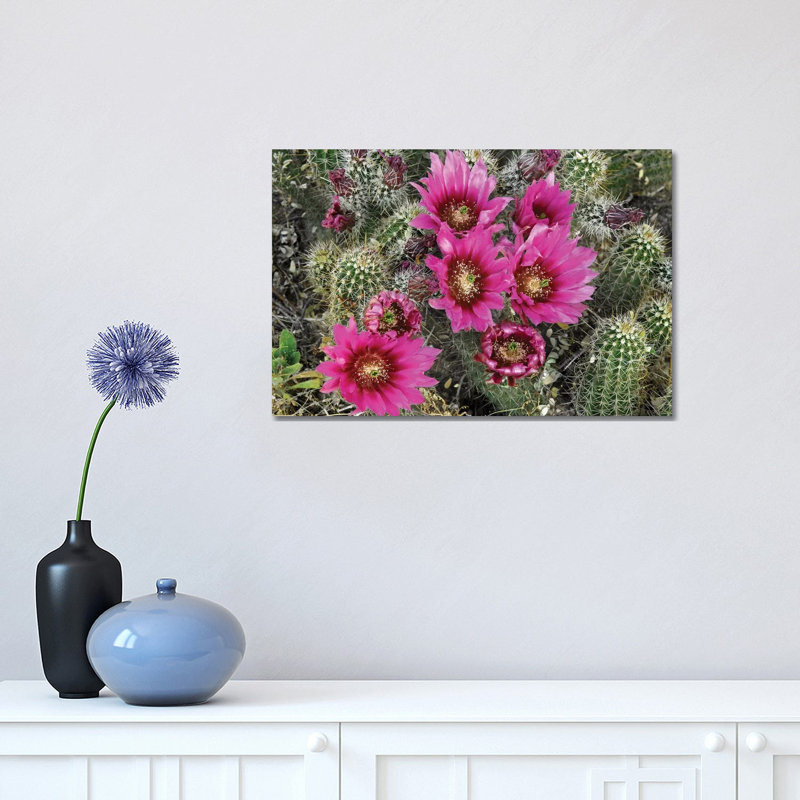 Hedgehog Cactus Flowering, Arizona 1 Piece Wrapped Canvas Wall Art, 30.48 cm H x 45.72 cm W