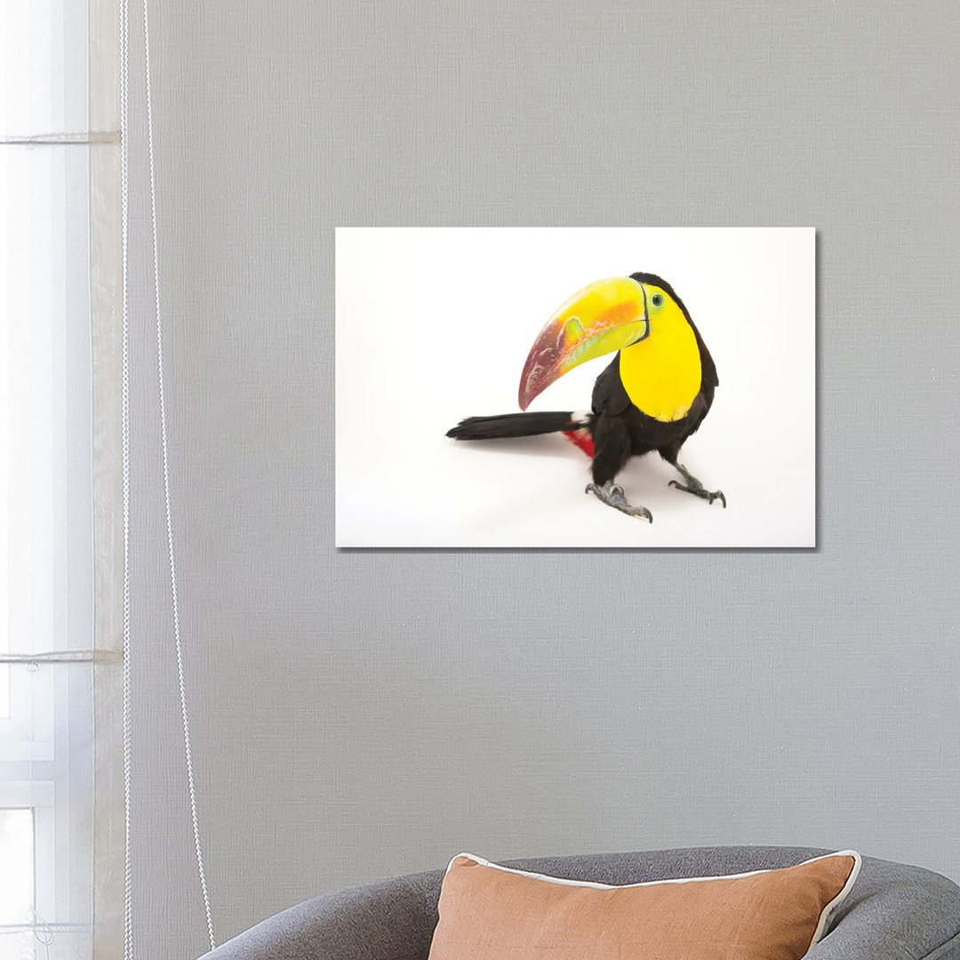 A Keel-Billed Toucan At Tracy Aviary von Joel Sartore - Gallery-Wrapped Canvas Giclée on Canvas