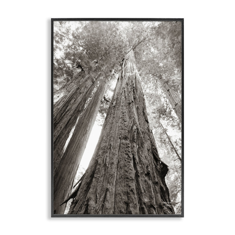 Ancienne forêt de séquoia, estampe numérique par Nathan Larson, Giclée encadrée noir minuit, H 24 po x l 16 po
