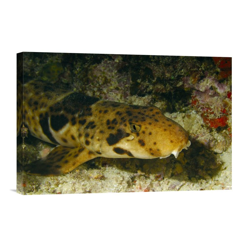 " Epaulette Shark Portrait Underwater ", 12" H x 18" W x 1.5" D