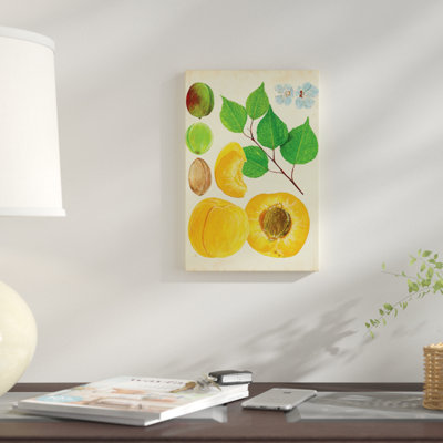" Apricot Study II " by Melissa Wang