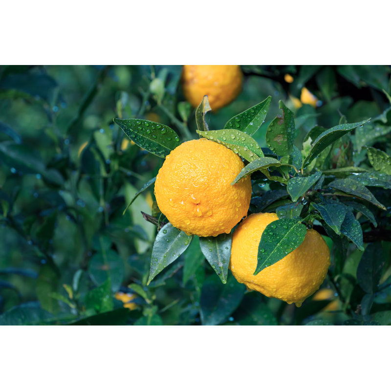 Yuzu: Citrus Junos Is a Kind of Japanese Citrus - Photographie sur toile tendue, H 8 po x l 12 po