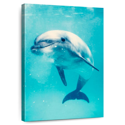 Brampt Bottlenose Dolphin Underwater