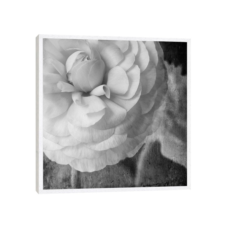 Dark Ranunculus II by Judy Stalus - Gallery-Wrapped Canvas Giclée on Canvas, 45.72cm H x 45.72cm W, White Floater Frame
