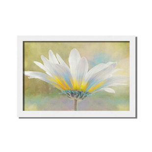 Golden Sunshine on a Most Splendid Daisy by Hal Halli. Paper Print - Mounted & Framed, image size - 40x60