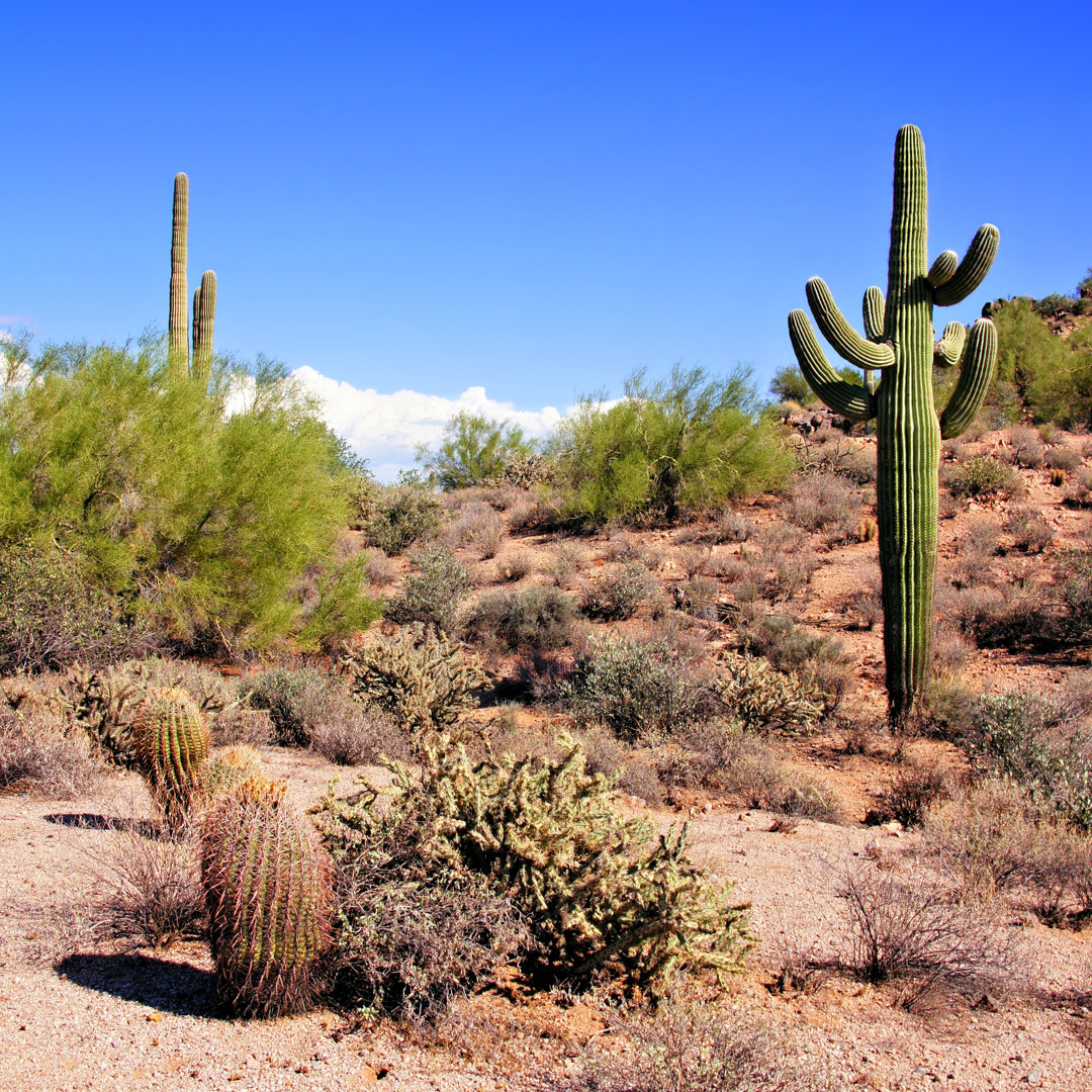 Leinwandbild Arizona Desert