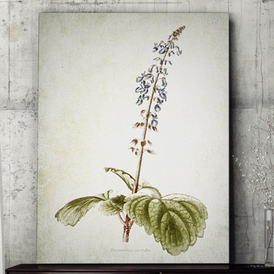 « botanique plate xviiii », reproduction d’impression sur toile tendue