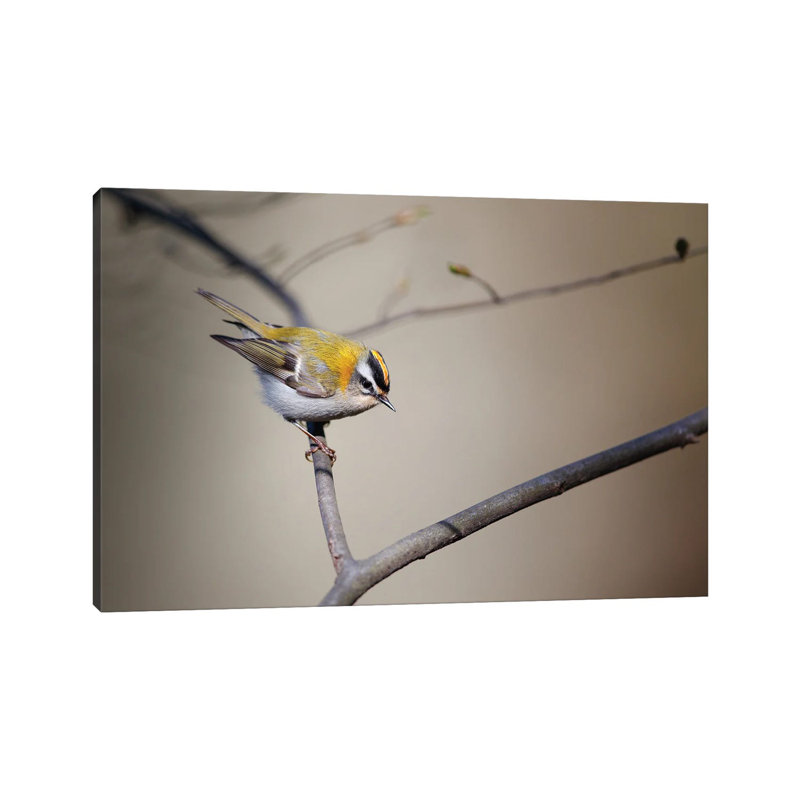 Firecrest by Mateusz Piesiak - Wrapped Canvas Print, 20.32cm H x 30.48cm W x 1.905cm D