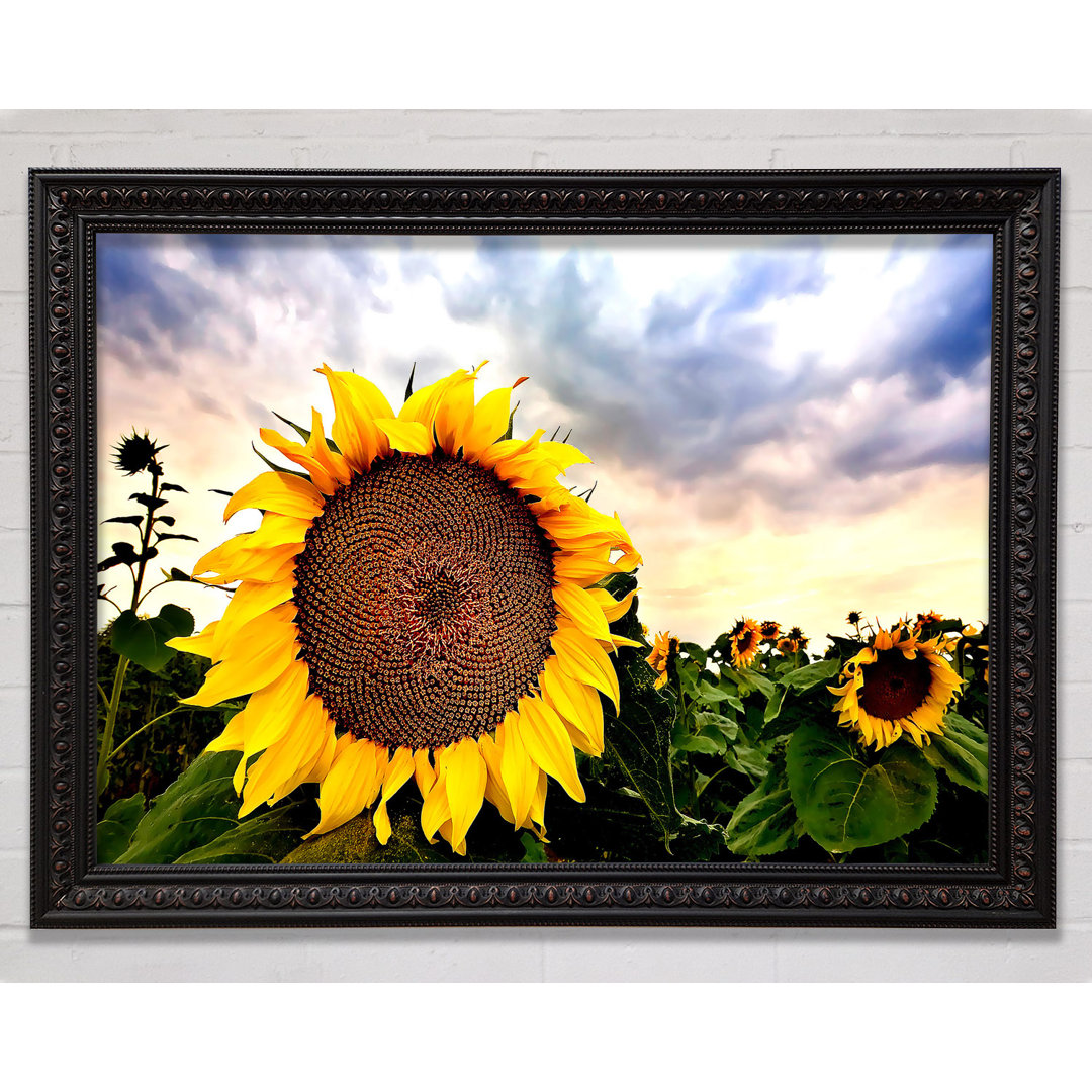 Sonnenblume Close Up In The Sky - Single Picture Frame Kunstdrucke