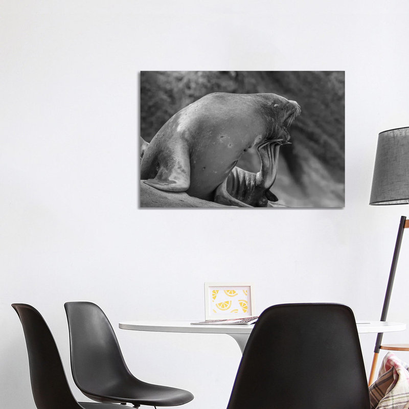 California Sea Lion Scratching Itself, La Jolla, California by Tim Fitzharris - Wrapped Canvas Gallery-Wrapped Canvas Giclée