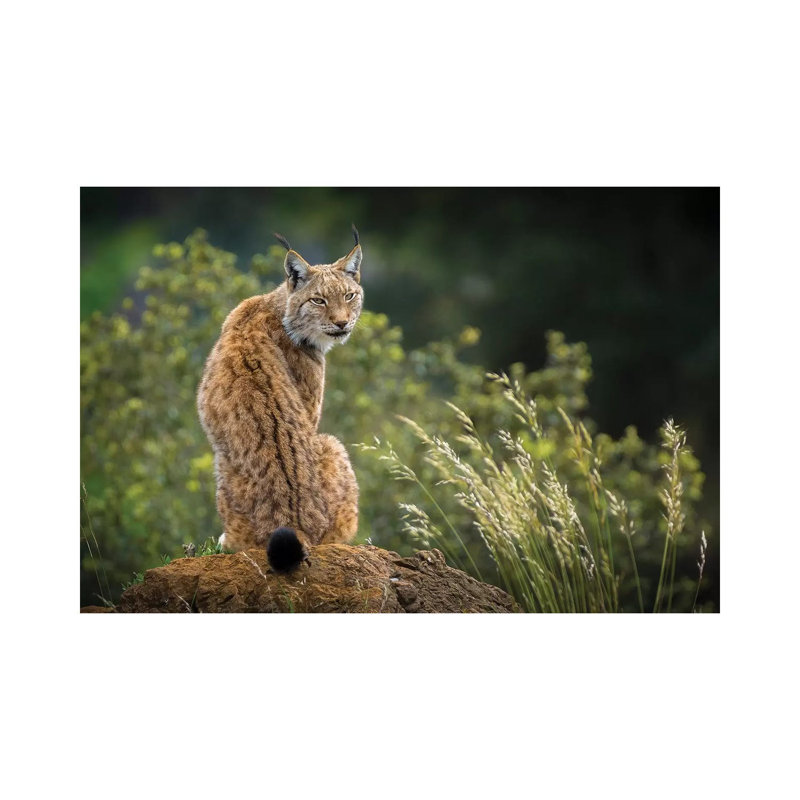 Wild Look by Sergio Saavedra Ruiz - Wrapped Canvas Gallery-Wrapped Canvas Giclée, 20.32 cm H x 30.48 cm W