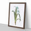 Iris Flowers by Pierre-Joseph Redoute - Framed Print-55576084-55576090