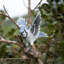 Blue Jay Wing Out on stump | Handcrafted Decorative Bird Statue for Home & Garden | Premium Polyresin, Weather-Resistant Indoor/Outdoor Decor