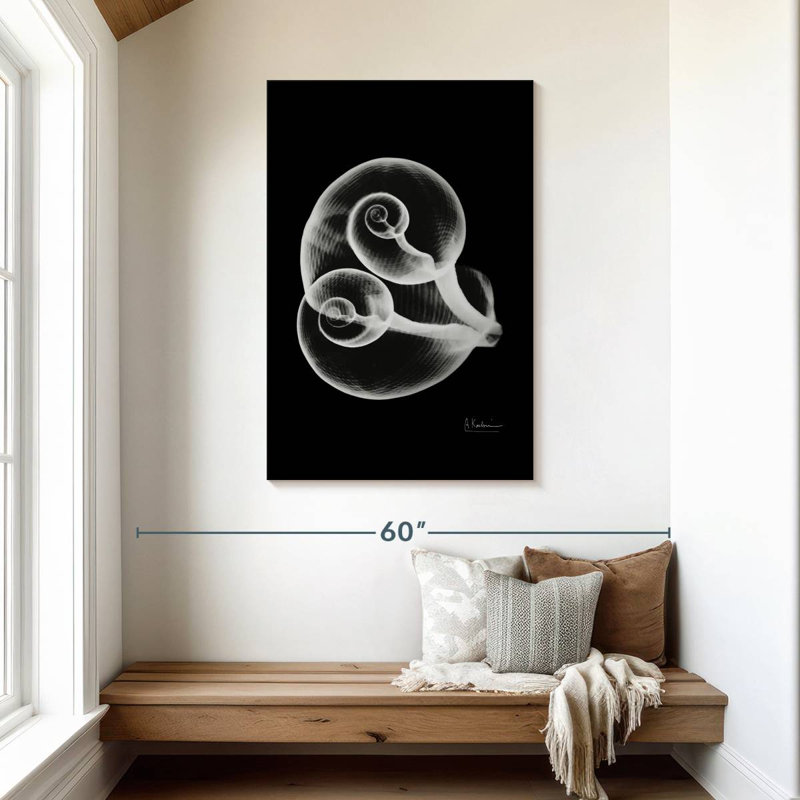 Aletra Conjoined Shells, 45" H x 30" W