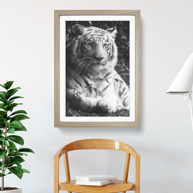 Tiger Vol.3 - Picture Frame Graphic Art, 36cm H x 27cm W x 2cm D, Oak