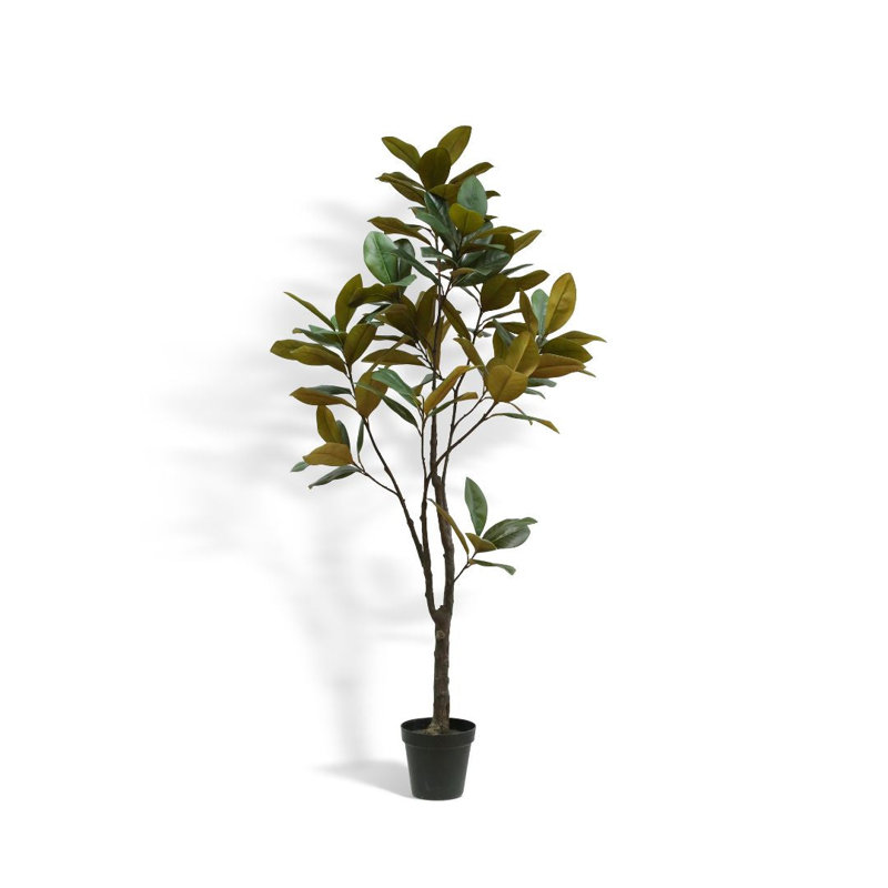 Magnolia 7 pi avec pot en plastique noir de 9,5 po