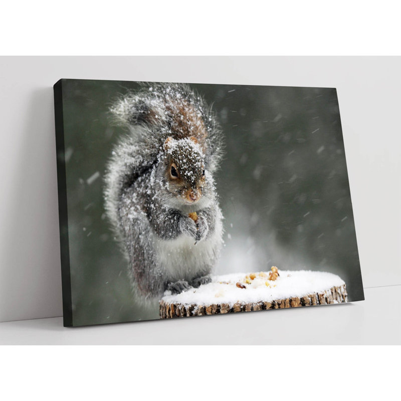 Grey Squirrel Canvas Wall Art Picture Print, 40.64cm H x 60.96cm W