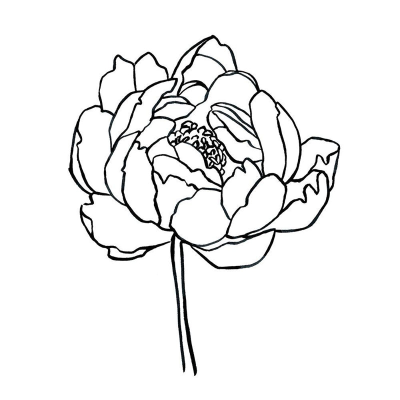 «Latitude Run® Scarvey, Emma», art sur toile tendue: Peony Contour I, H 20 po x l 20 po