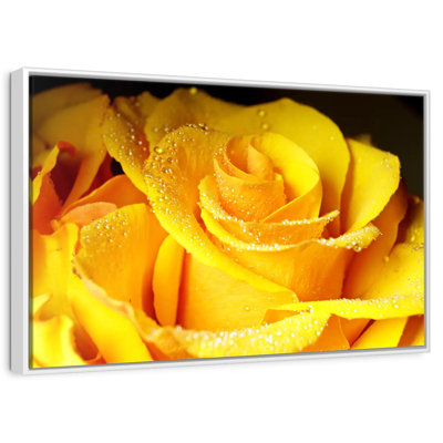Rose jaune rosée