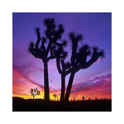 Joshua Tree Group At Sunrise Near Quail Springs by Tim Fitzharris - Wrapped Canvas Print