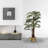 Panama Faning Floor Palm Tree