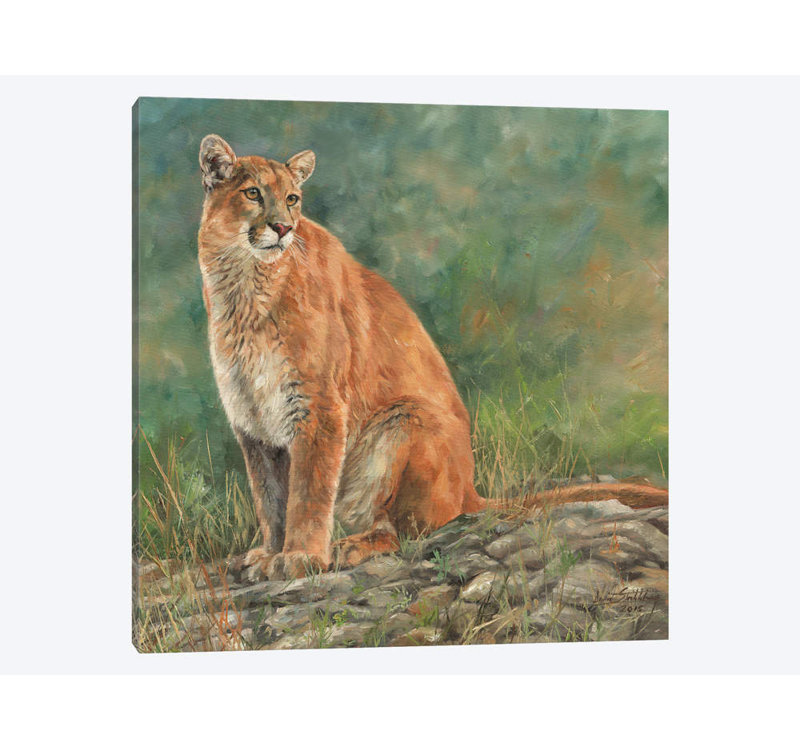 « cougar assis », impression sur toile, H 12 po x l 12 po x P 0,75 po, Pas de tapis, Toile tendue