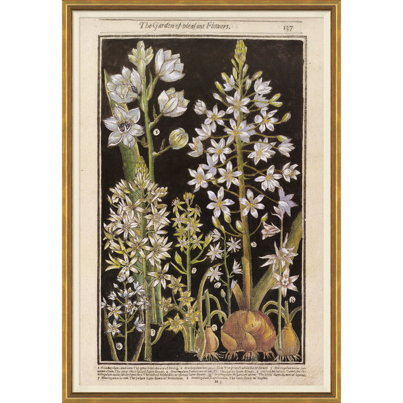 Botanicals Giclee Print by Robert John Thornton