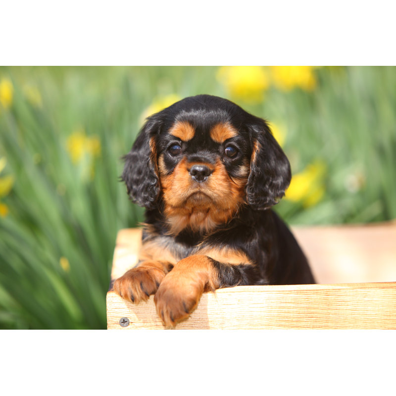 Cavalier King Charles Spaniel - Wrapped Canvas Print, 81cm H x 122cm W