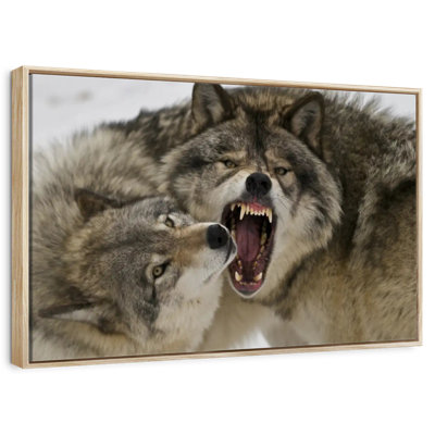 Wolf Fight