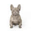 Sculpture de jardin d'extérieur, bouledogue français, gris