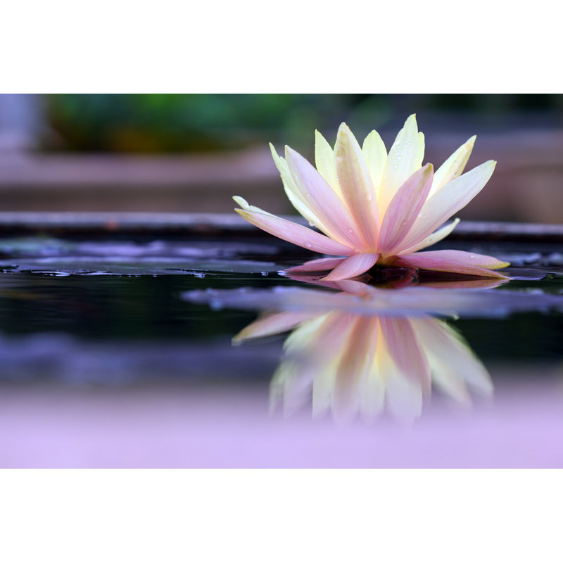 " Lotus ", 12" H x 18" W  