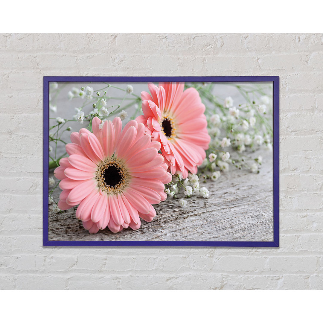 Rosa Gerbera Laying Down Close Gerahmter Druck