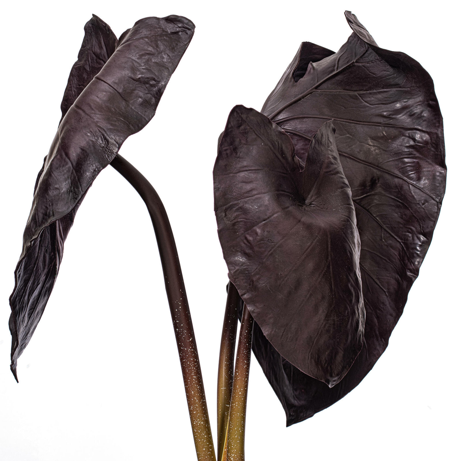 28" Alocasia Black Magic Potted Plant.