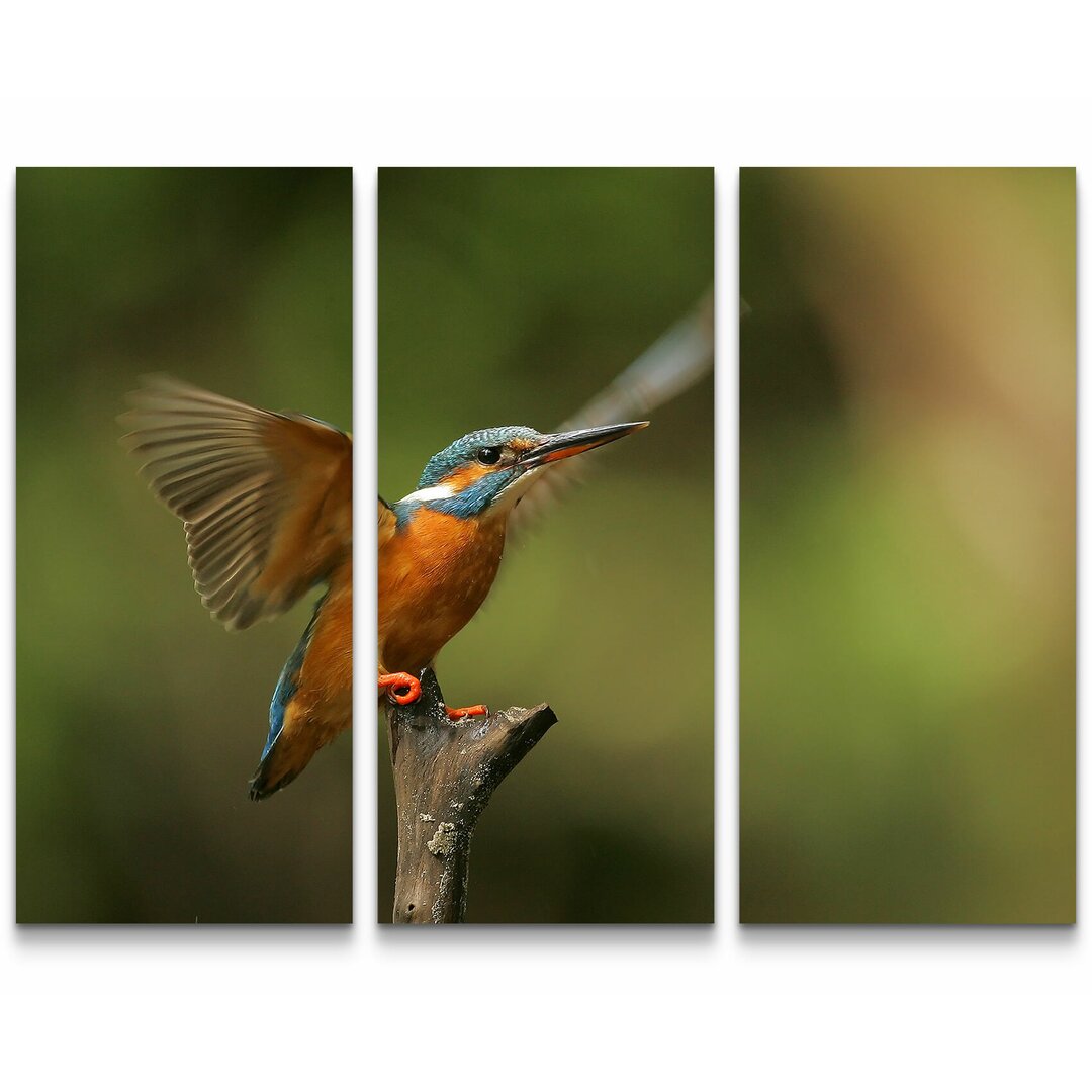 3-tlg.Â Leinwandbilder-SetÂ Eisvogel auf einem Ast