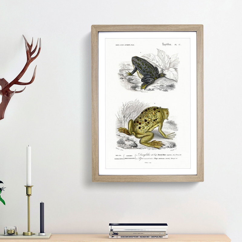 Frog and Toad Illustration by Charles d Orbigny - Framed Print, 36cm H x 27cm W x 2cm D, Oak Framed