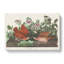 Key-west Doves by John Audubon - Wrapped Canvas-55362864