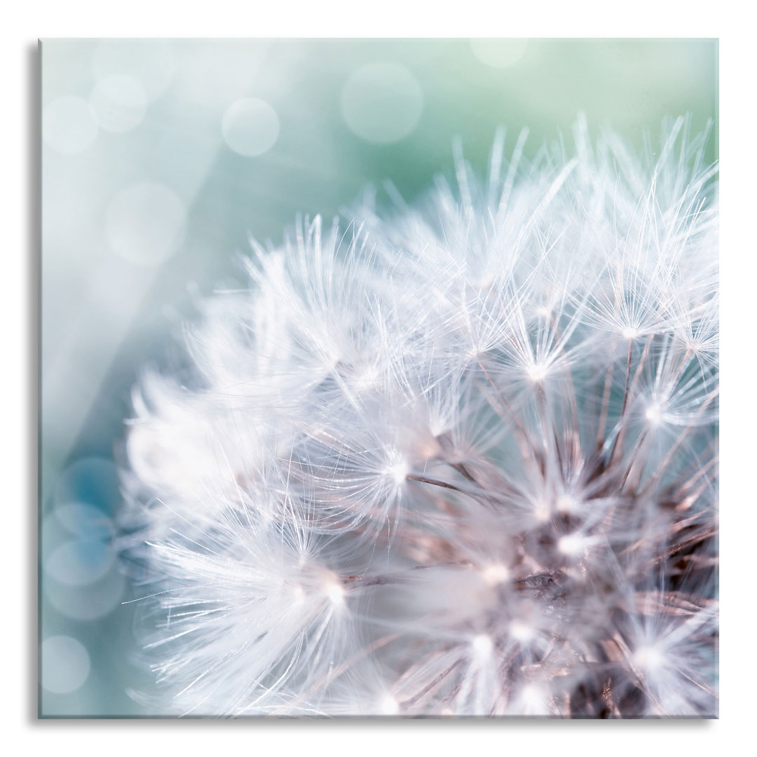 Glasbild Enchanting Dandelions