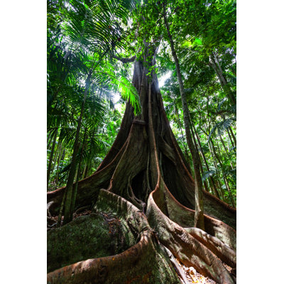 " Fig Tree Roots " by Tsvibrav