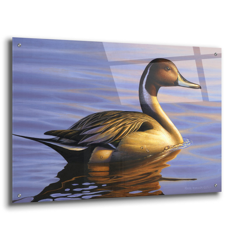 «Lone Pintail» par Mark Mueller, art animalier, H 24 po x l 36 po x P 0,2 po