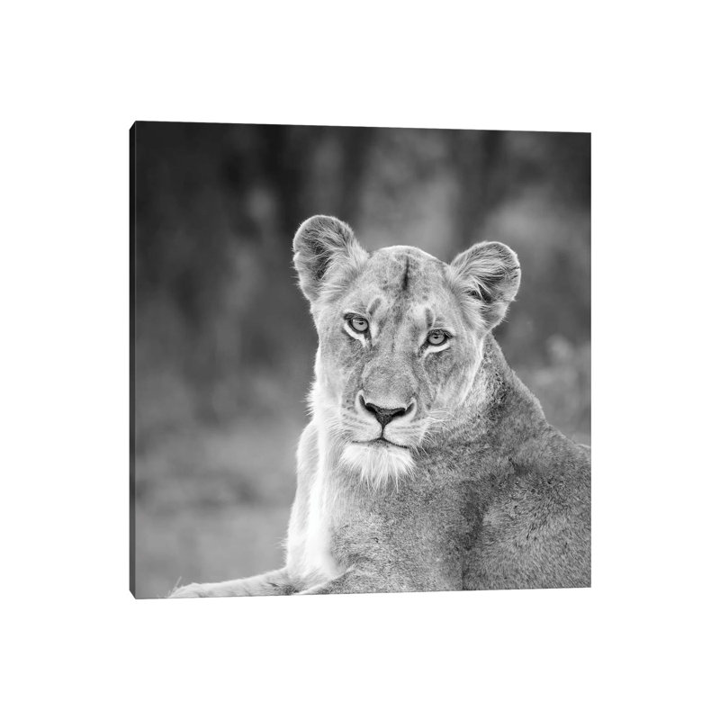 Lioness In Black And White by MScottPhotography - Wrapped Canvas Gallery-Wrapped Canvas Giclée, 30.48 cm H x 30.48 cm W