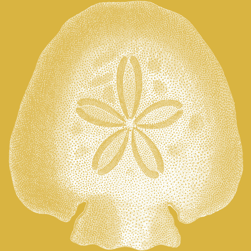 Saturated Shell I - Wrapped Canvas Print, 51cm H x 51cm W x 3.8cm D
