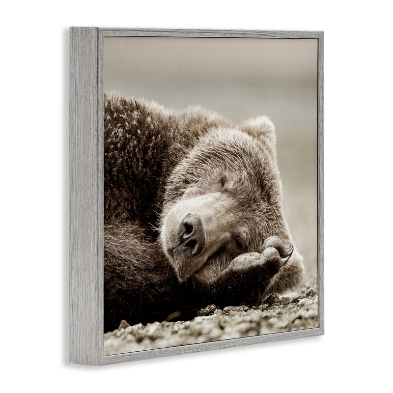 «Cozy Sleeping Bear», estampe numérique par Danita Delimont, H 24 po x l 24 po, Estampe numérique Farmhouse
